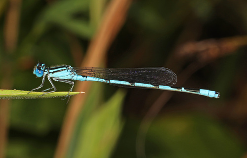 Big Bluet photo 6