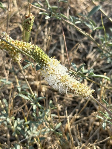 white prairie clover (Dalea candida)