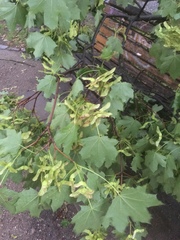 Acer platanoides