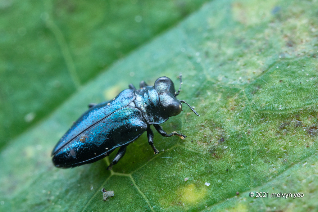 Endelus bakerianus