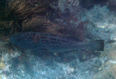 Mycteroperca bonaci