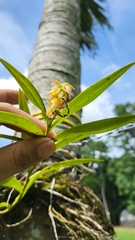 Epidendrum polyanthum