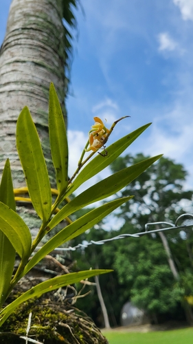 Epidendrum polyanthum, photograph 2
