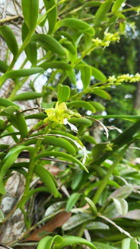 Epidendrum cardiophorum, photograph 1