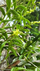 Epidendrum cardiophorum