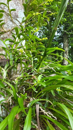 Epidendrum cardiophorum, photograph 2