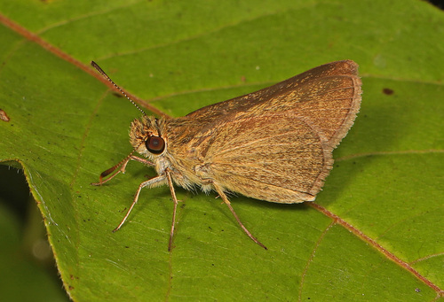 Swarthy Skipper photo 6