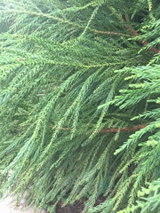 Cryptomeria
