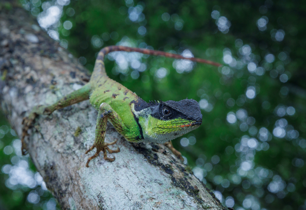 Scale-bellied Tree Lizard from Qingyuan, CN-GD, CN on June 28, 2024 at ...