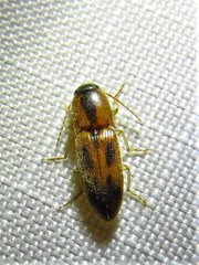 Aeolus scutellatus