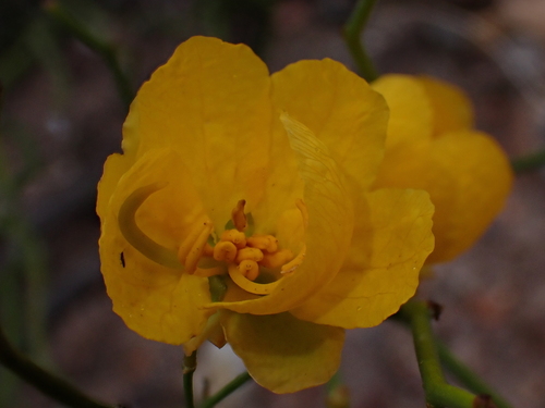 Senna pachyrrhiza, photograph 6