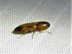 Aeolus scutellatus