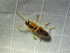 Aeolus scutellatus