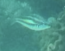 Three-striped Whiptail (Pentapodus trivittatus)