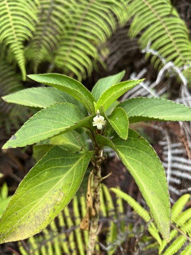 Viola wailenalenae, 2024-08-08