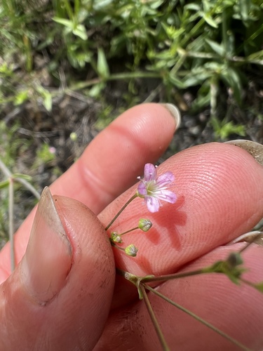 Image of Gypsophila perfoliata by (c) Алёна Осипова, some rights reserved (CC BY)