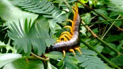 Scolopendra viridicornis