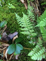 Dryopteris intermedia