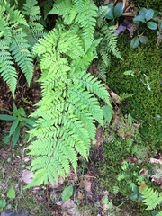 Dryopteris intermedia