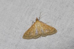 Paratalanta pandalis