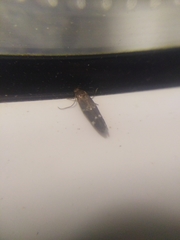 Mompha subbistrigella