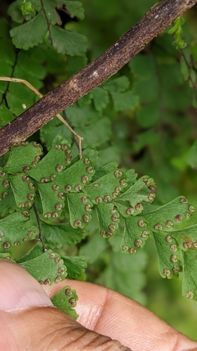 Image of Adiantum diaphanum by (c) 許文俊, some rights reserved (CC BY-SA)