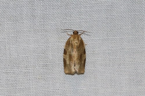 Great Tortrix, Ede, Nederland, photo 5 of 10