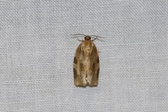 Choristoneura hebenstreitella