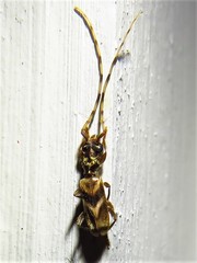 Stenhomalus taiwanus