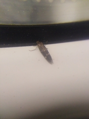 Mompha subbistrigella