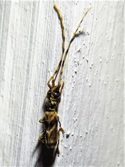 Stenhomalus taiwanus