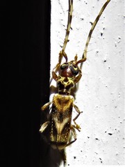 Stenhomalus taiwanus