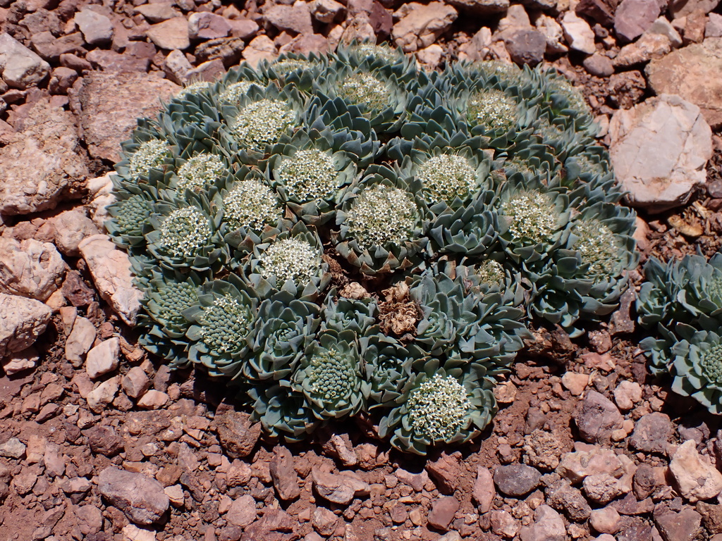 Moschopsis