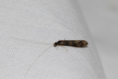 Mystacides longicornis