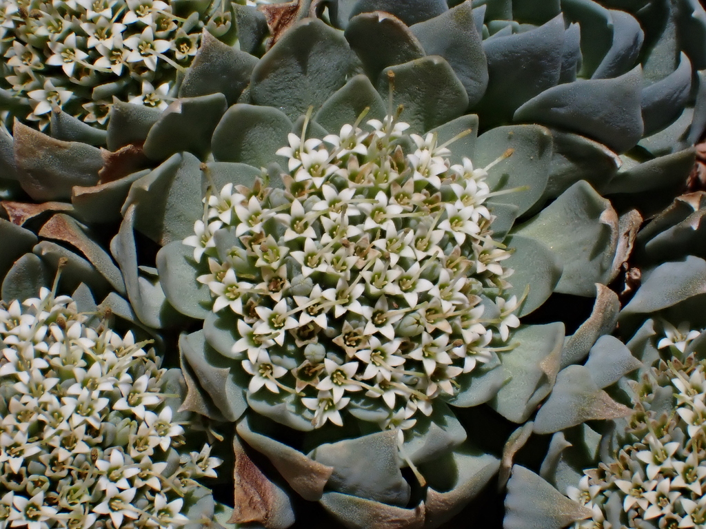 Moschopsis leyboldii