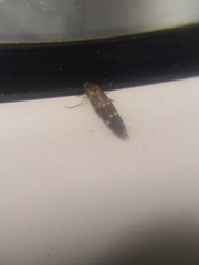 Mompha subbistrigella