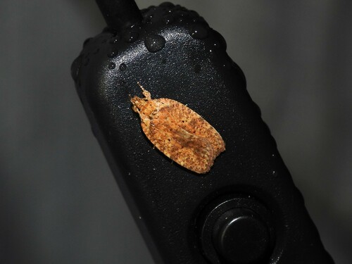 Thelma's Agonopterix Moth photo 5