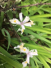 Irideae