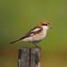 Woodchat Shrike - Photo (c) Blake Matheson, some rights reserved (CC BY-NC)