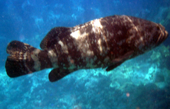 Epinephelus itajara