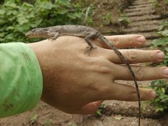 Polychrus acutirostris