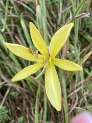 Hemerocallis citrina, photograph (c) ippanjin, some rights reserved (CC BY)