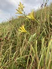 Hemerocallis citrina, photograph (c) ippanjin, some rights reserved (CC BY)