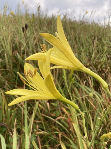 Citron daylily (Hemerocallis citrina)