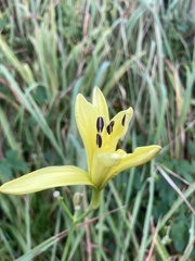 Hemerocallis citrina, photograph (c) ippanjin, some rights reserved (CC BY)