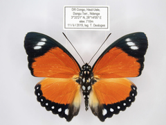 Euphaedra ruspina