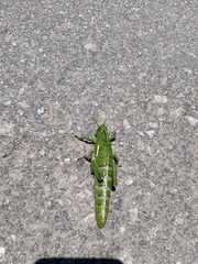 Pamphagus