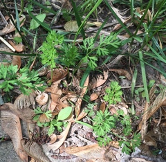 Chaerophyllum procumbens