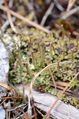 Cladonia ecmocyna