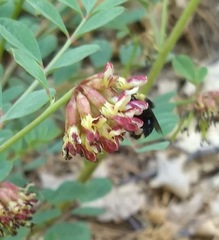 Hosackia crassifolia crassifolia